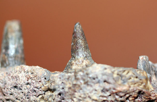 エクストリームレア！古生代ペルム紀の北米に生息していた半水生の巨大絶滅両生類、エリオプス（Eryops megacephalus）の顎の化石（その7）
