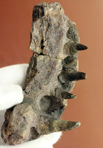 エクストリームレア！古生代ペルム紀の北米に生息していた半水生の巨大絶滅両生類、エリオプス（Eryops megacephalus）の顎の化石