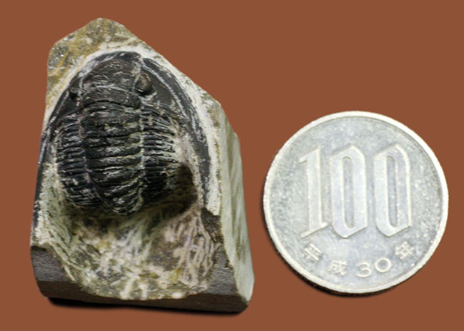 モロッコ産のレア三葉虫、コルヌプロエタス（Cornuproetus sp.） 三