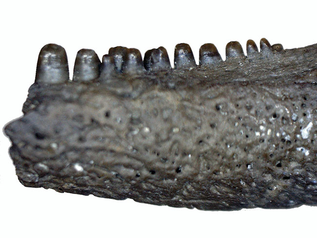 極めてレア！最も原始的な爬虫類、カプトリヌス・アグティ（Captorhinus aguti）の顎化石。専用ケース付き。（その2）
