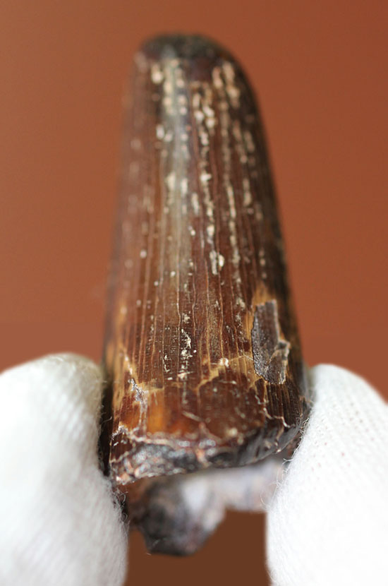 古代の最強クロコダイル、サルコスクス（Sarcosuchus sp.）の歯化石（その1）