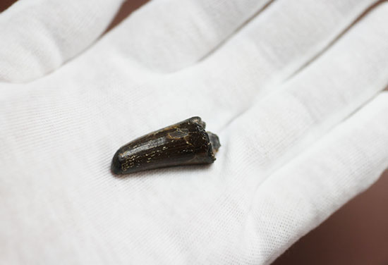 古代の最強クロコダイル、サルコスクス(Sarcosuchus sp.)の歯化石(その6)