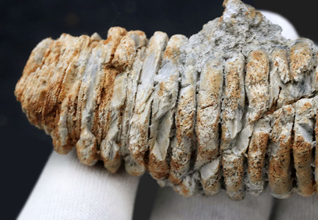 国産マニアックシリーズ！立派＆立体的！岐阜県金生山産の極太のウミユリの肉茎の化石（その3）