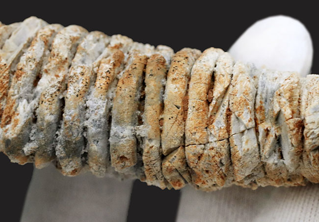 国産マニアックシリーズ！立派＆立体的！岐阜県金生山産の極太のウミユリの肉茎の化石（その4）