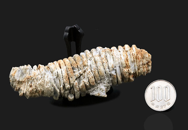 国産マニアックシリーズ！立派＆立体的！岐阜県金生山産の極太のウミユリの肉茎の化石（その7）