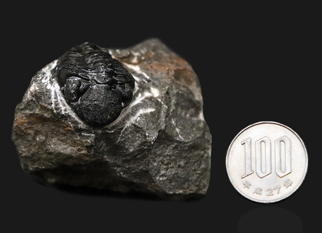 複眼にご注目！モロッコのアルニフで発見された三葉虫、リードプス（Reedops）の化石（その10）