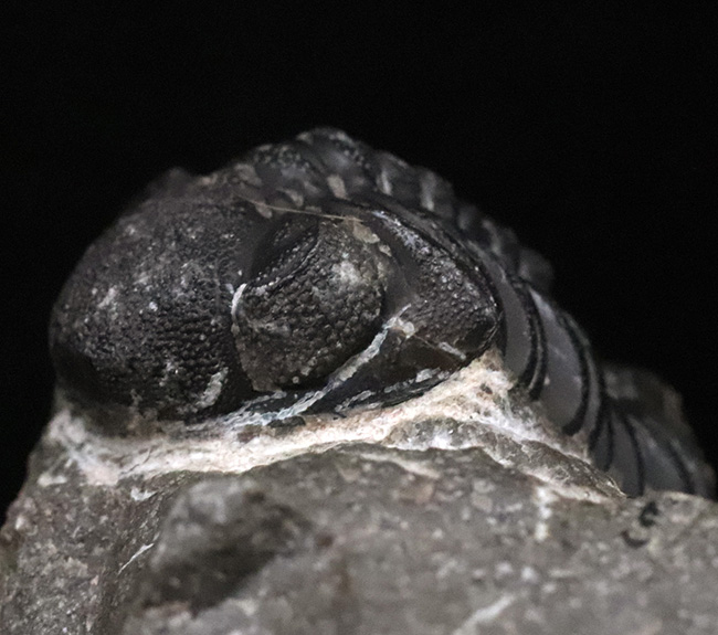 複眼にご注目！モロッコのアルニフで発見された三葉虫、リードプス