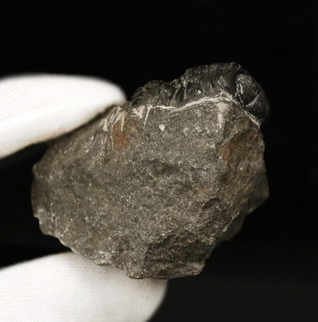 複眼にご注目！モロッコのアルニフで発見された三葉虫、リードプス