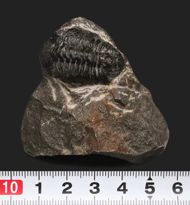 化石標本　三葉虫　カリメネ　大きめ　美麗標本 三葉虫化石 カリメネ A : Raptors - 通販 - Yahoo!ショッピング