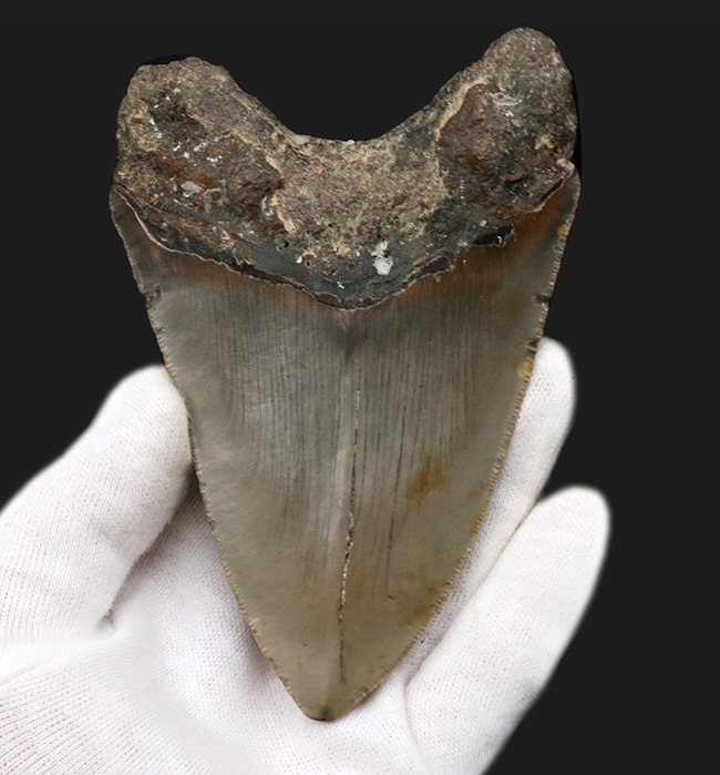 ハンターのこだわり！一切の補修なし、一次標本のメガロドン（Carcharocles megalodon）の歯化石（その1）