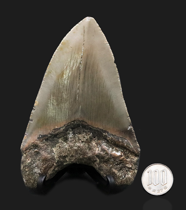 ハンターのこだわり！一切の補修なし、一次標本のメガロドン（Carcharocles megalodon）の歯化石（その10）