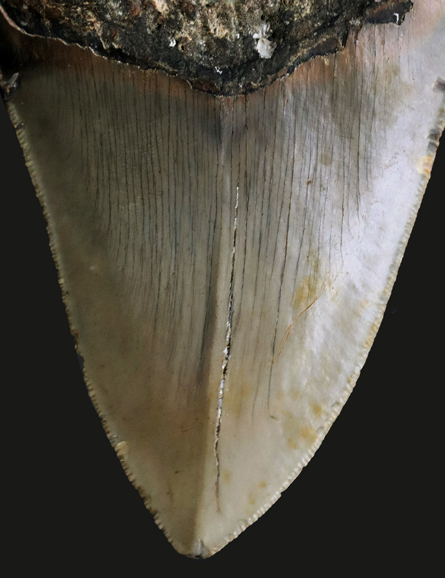 ハンターのこだわり！一切の補修なし、一次標本のメガロドン（Carcharocles megalodon）の歯化石（その2）
