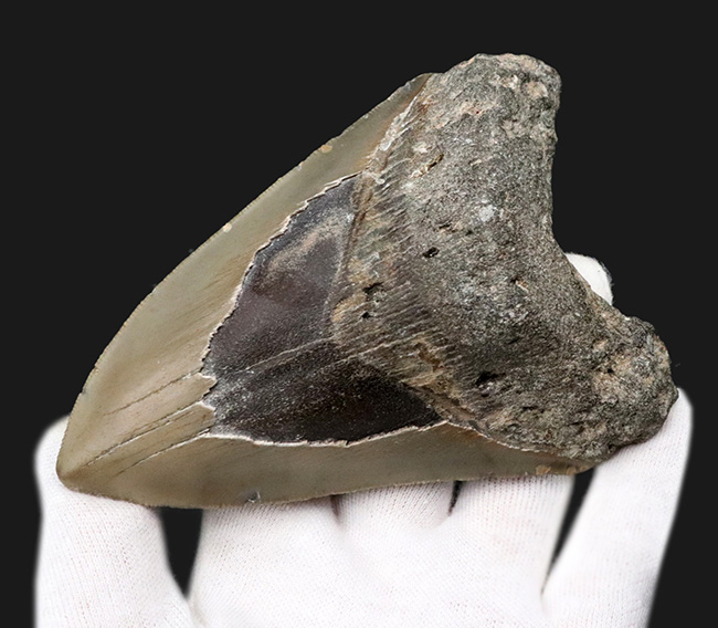 ハンターのこだわり！一切の補修なし、一次標本のメガロドン（Carcharocles megalodon）の歯化石（その3）