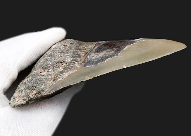 ハンターのこだわり！一切の補修なし、一次標本のメガロドン（Carcharocles megalodon）の歯化石（その4）