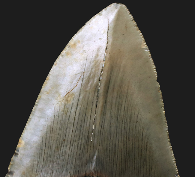 ハンターのこだわり！一切の補修なし、一次標本のメガロドン（Carcharocles megalodon）の歯化石（その6）