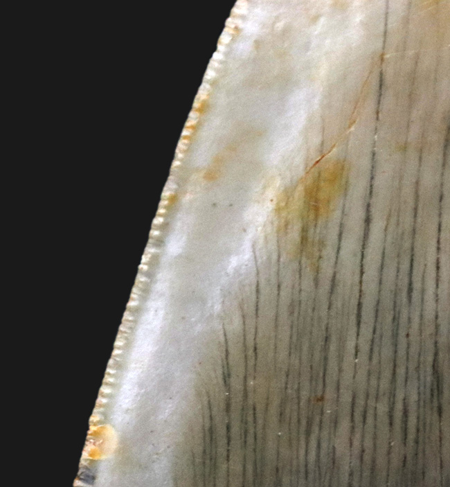 ハンターのこだわり！一切の補修なし、一次標本のメガロドン（Carcharocles megalodon）の歯化石（その7）