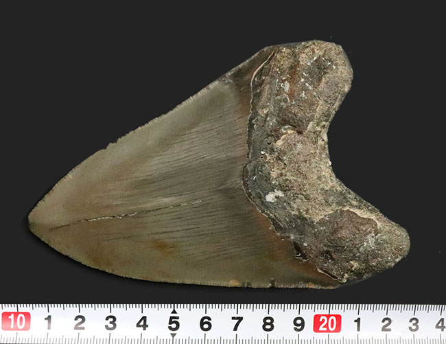 ハンターのこだわり！一切の補修なし、一次標本のメガロドン（Carcharocles megalodon）の歯化石（その8）