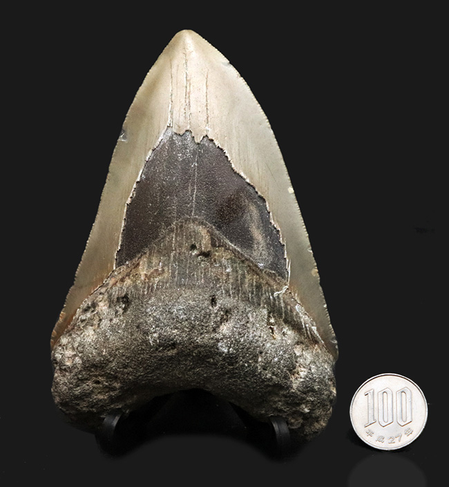 ハンターのこだわり！一切の補修なし、一次標本のメガロドン（Carcharocles megalodon）の歯化石（その9）