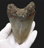 ハンターのこだわり！一切の補修なし、一次標本のメガロドン（Carcharocles megalodon）の歯化石