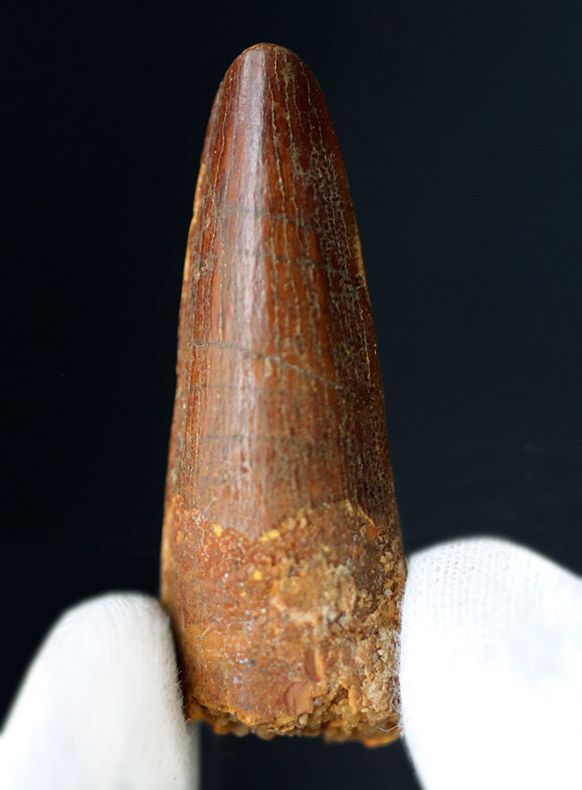 小さながら美しいエナメル質を保有！およそ1億年前の北アフリカの王者