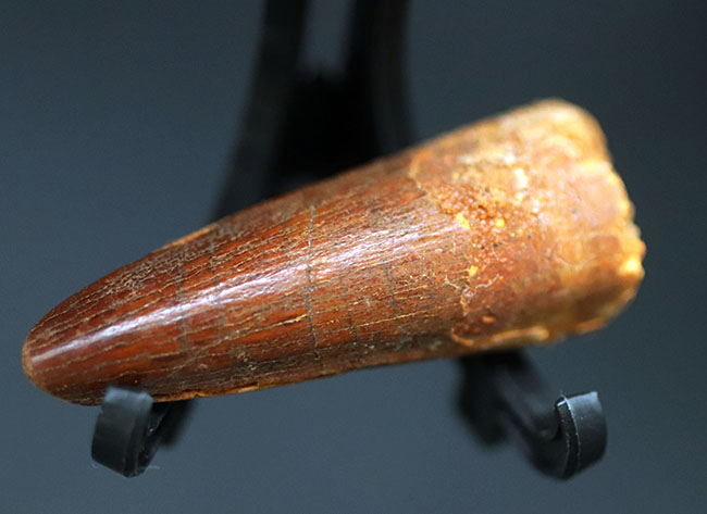 小さながら美しいエナメル質を保有！およそ1億年前の北アフリカの王者