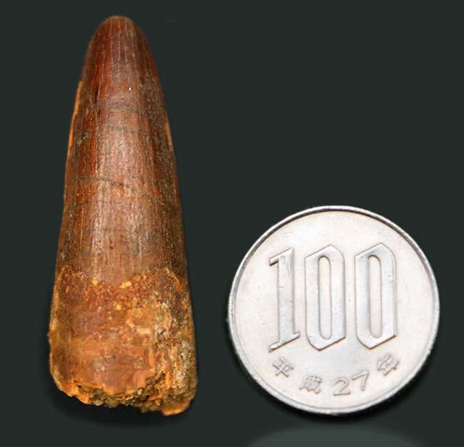 小さながら美しいエナメル質を保有！およそ1億年前の北アフリカの王者