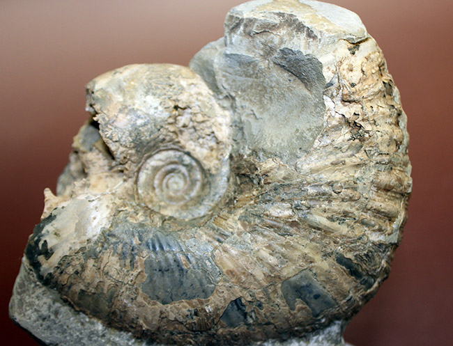 アンモナイト化石　北海道　三笠　ゴードリセラス　白亜紀　チューロニアン 白亜紀最後期のアンモナイトの一つ、北海道産のゴードリセラス