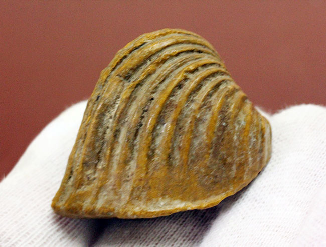 マニアック！白亜紀の地層から採集されたペルー産の二枚貝の化石、ロウダイレイア（Roudaireia）（その2）