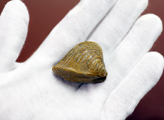 マニアック！白亜紀の地層から採集されたペルー産の二枚貝の化石、ロウダイレイア（Roudaireia）（その3）