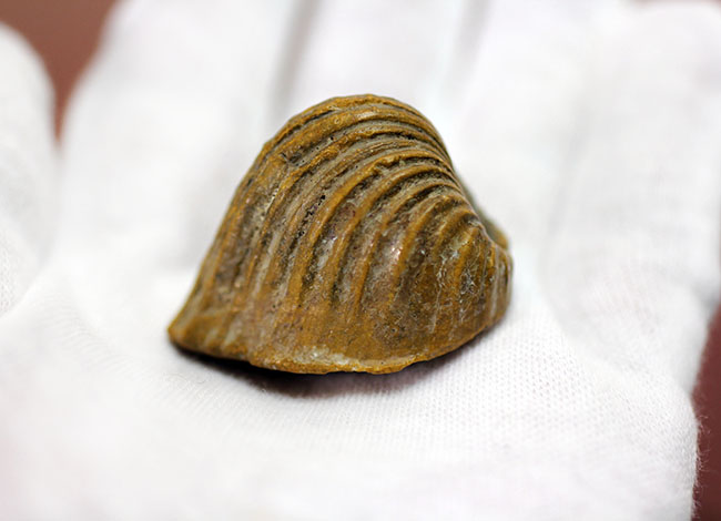 マニアック！白亜紀の地層から採集されたペルー産の二枚貝の化石、ロウダイレイア（Roudaireia）（その4）