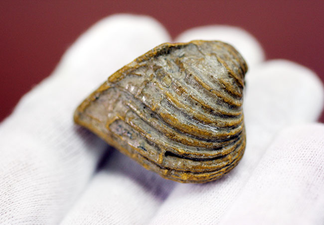 マニアック！白亜紀の地層から採集されたペルー産の二枚貝の化石、ロウダイレイア（Roudaireia）（その5）
