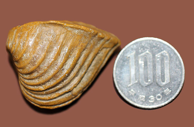 マニアック！白亜紀の地層から採集されたペルー産の二枚貝の化石、ロウダイレイア（Roudaireia）（その6）