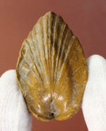 マニアック！白亜紀の地層から採集されたペルー産の二枚貝の化石、ロウダイレイア（Roudaireia）