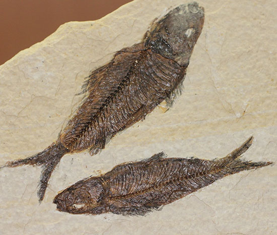 ナイスクオリティ！ワイオミング州産魚化石、ナイティア。しかも２体。（その1）