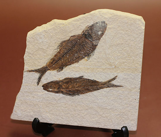 ナイスクオリティ！ワイオミング州産魚化石、ナイティア。しかも２体。（その10）