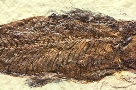 ナイスクオリティ！ワイオミング州産魚化石、ナイティア。しかも２体。（その12）