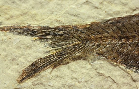 ナイスクオリティ！ワイオミング州産魚化石、ナイティア。しかも２体。（その13）