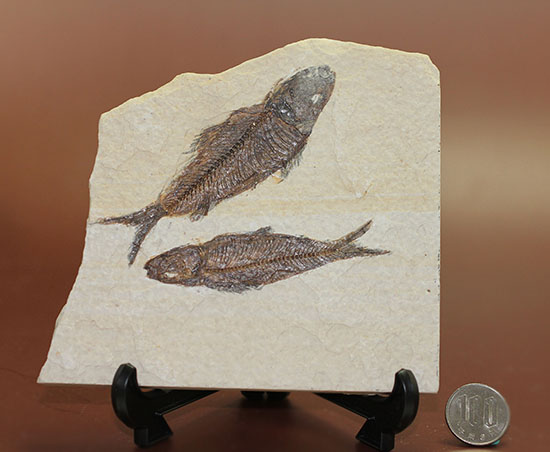 ナイスクオリティ！ワイオミング州産魚化石、ナイティア。しかも２体。（その14）