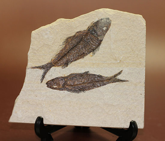 ナイスクオリティ！ワイオミング州産魚化石、ナイティア。しかも２体。（その2）