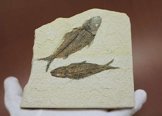 ナイスクオリティ！ワイオミング州産魚化石、ナイティア。しかも２体。（その3）