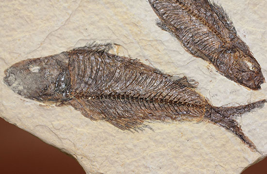 ナイスクオリティ！ワイオミング州産魚化石、ナイティア。しかも２体。（その7）