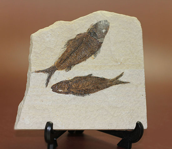 ナイスクオリティ！ワイオミング州産魚化石、ナイティア。しかも２体。（その8）