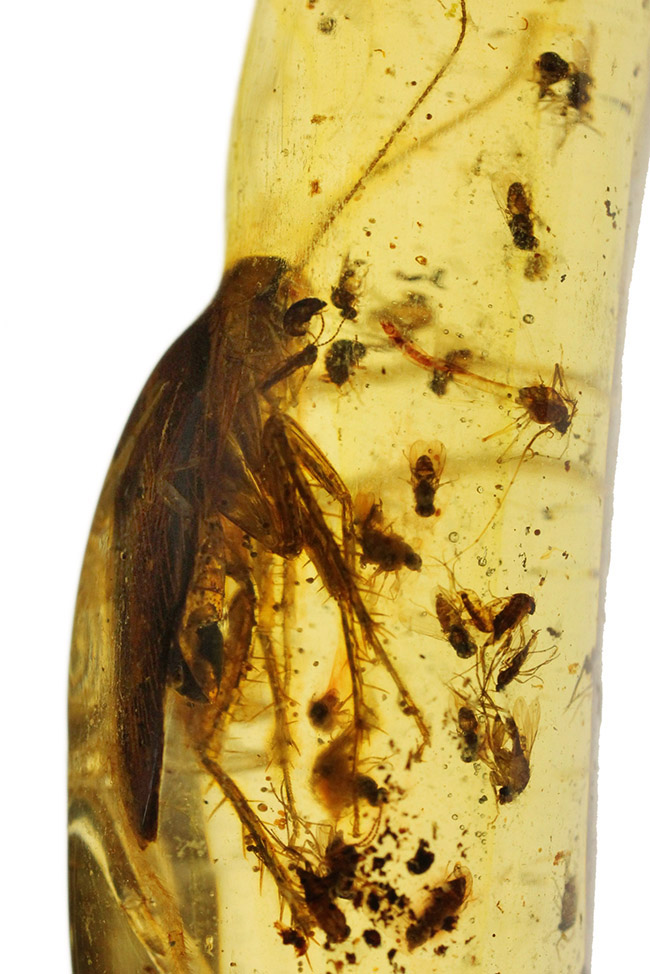１００円玉に引けを取らない、ビッグサイズの昆虫を内包したマダガスカル産のコーパル（Copal）。古代の針葉樹の樹脂の化石（その1）
