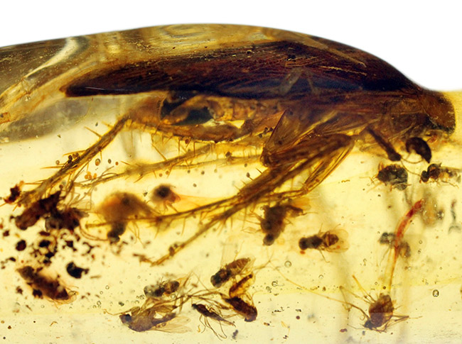 １００円玉に引けを取らない、ビッグサイズの昆虫を内包したマダガスカル産のコーパル（Copal）。古代の針葉樹の樹脂の化石（その11）