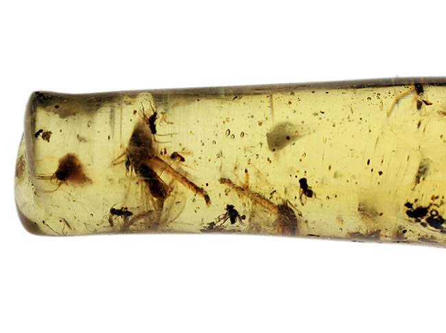 １００円玉に引けを取らない、ビッグサイズの昆虫を内包したマダガスカル産のコーパル（Copal）。古代の針葉樹の樹脂の化石（その5）