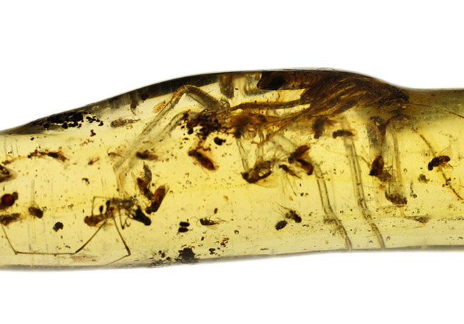 １００円玉に引けを取らない、ビッグサイズの昆虫を内包したマダガスカル産のコーパル（Copal）。古代の針葉樹の樹脂の化石（その6）
