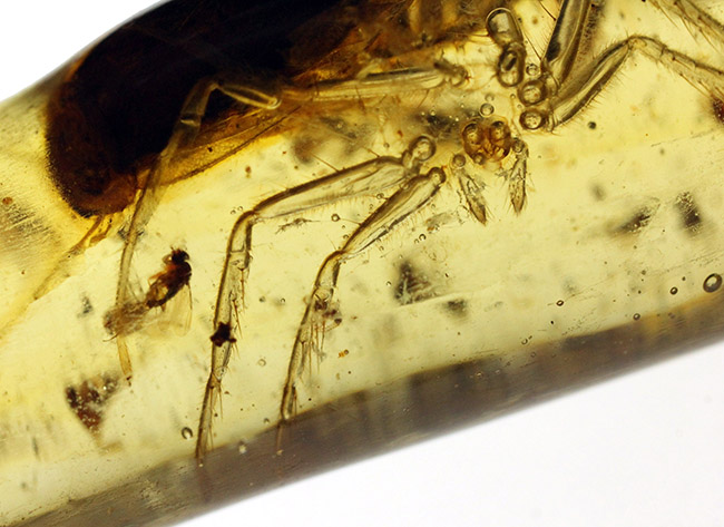 １００円玉に引けを取らない、ビッグサイズの昆虫を内包したマダガスカル産のコーパル（Copal）。古代の針葉樹の樹脂の化石（その7）