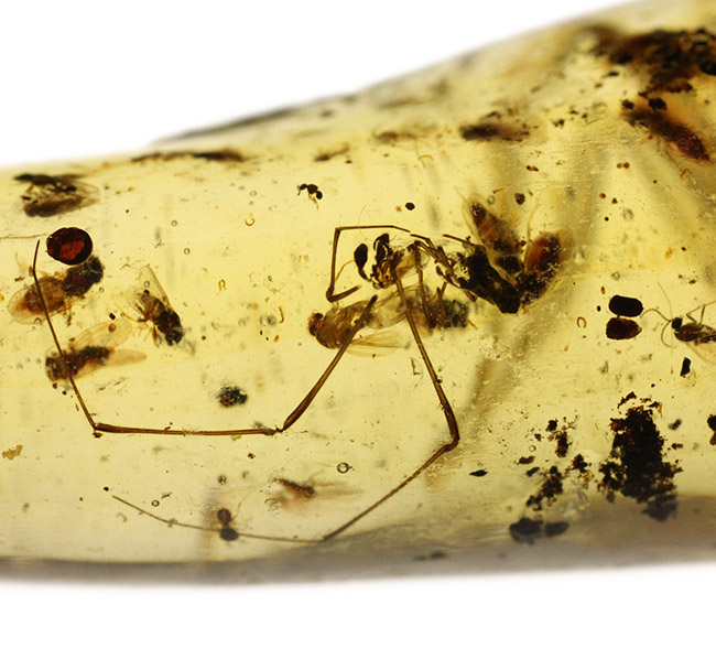 １００円玉に引けを取らない、ビッグサイズの昆虫を内包したマダガスカル産のコーパル（Copal）。古代の針葉樹の樹脂の化石（その9）