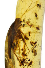 １００円玉に引けを取らない、ビッグサイズの昆虫を内包したマダガスカル産のコーパル（Copal）。古代の針葉樹の樹脂の化石
