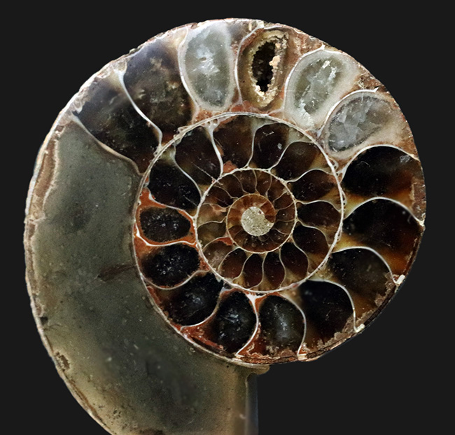 【美品】マダガスカル産アンモナイト 化石 マダガスカル産 ブラックアンモナイト化石（マダガスカリエンス）大